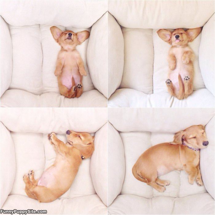 Puppying Around