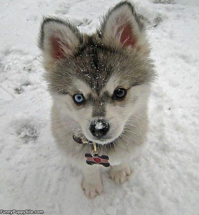 Ridiculously Cute