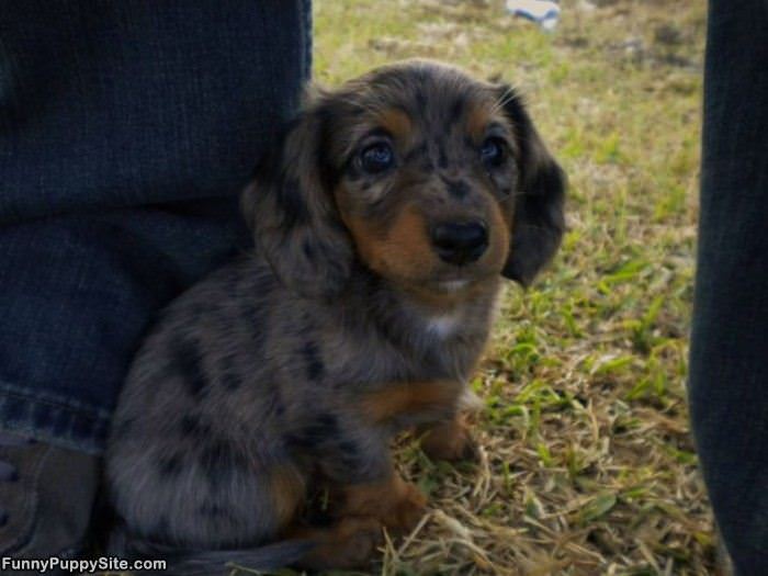 Ridiculously Cute Puppy
