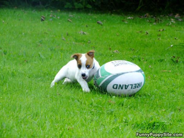 Rugby Fan