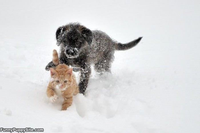 Run Run Run