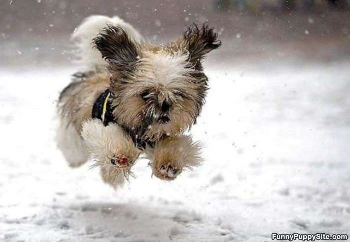 Running Free