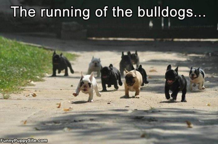 Running Of The Bulldogs