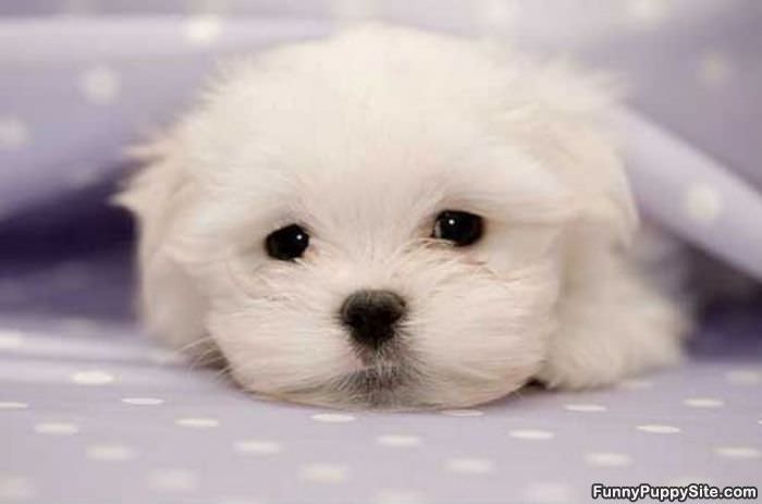 Sad Eyes