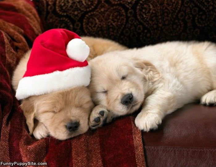 Santa Puppy
