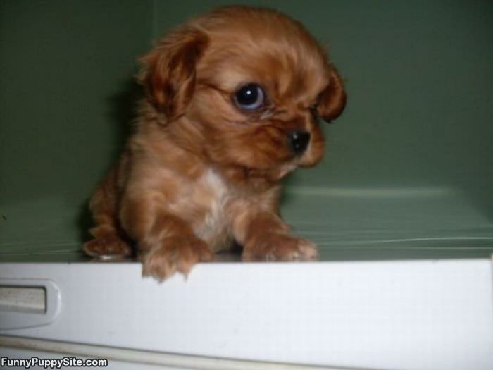 Serious Puppy