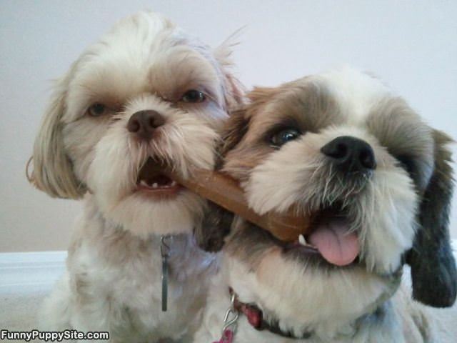 Sharing Our Bone