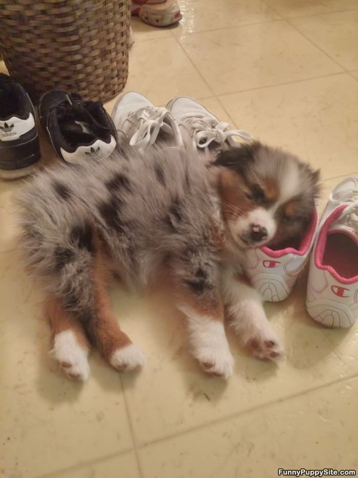 Shoe Pillow