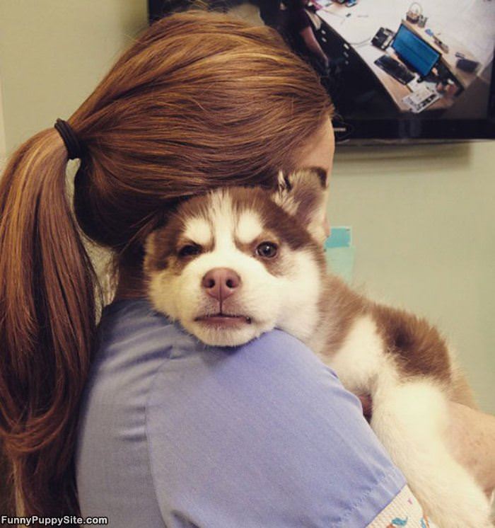 Shoulder Husky