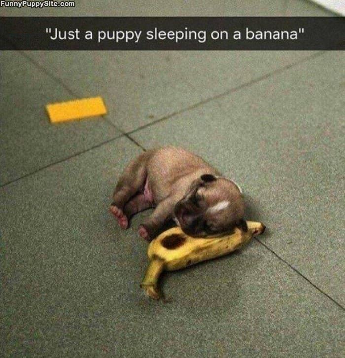 Sleeping On A Banana