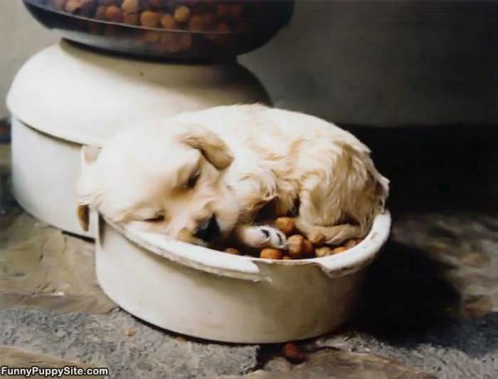 Sleeping With Food