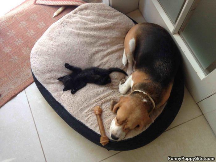 Sleeping With My Buddy