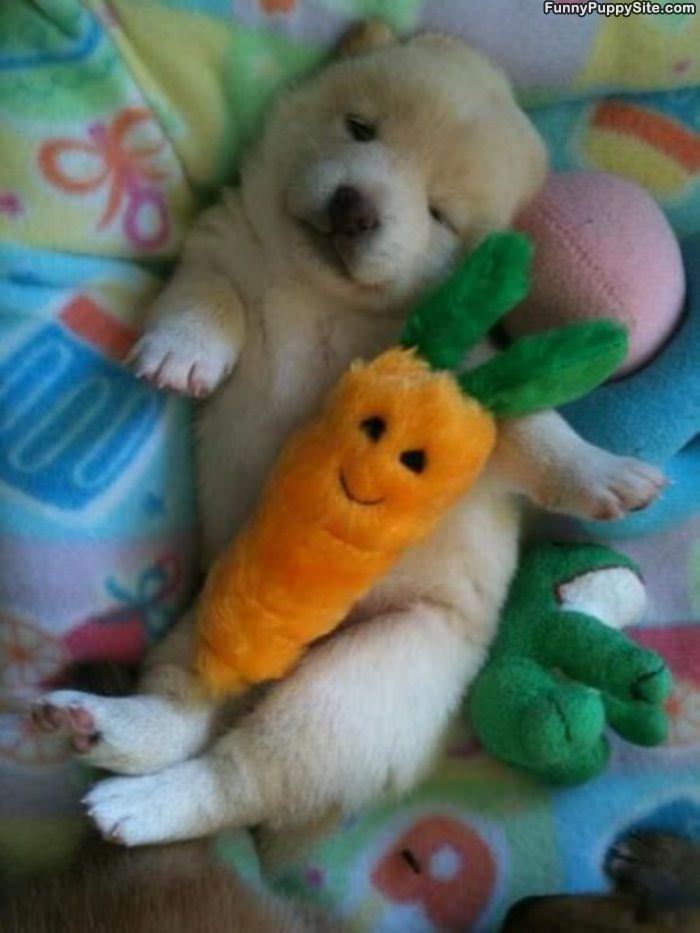 Sleeping With My Carrot