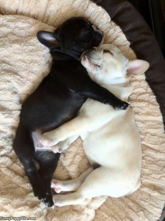 Sleepy Cute Puppies