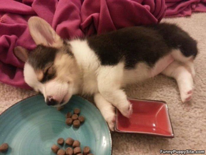Sleepy Eater