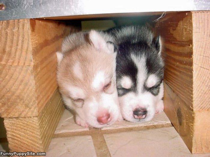 Sleepy Puppies