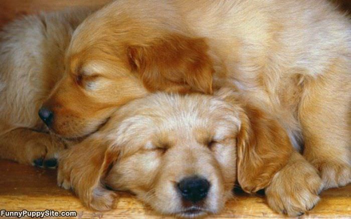 Sleepy Puppies