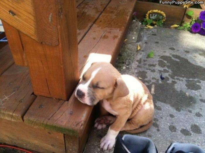 Sleepy Puppy