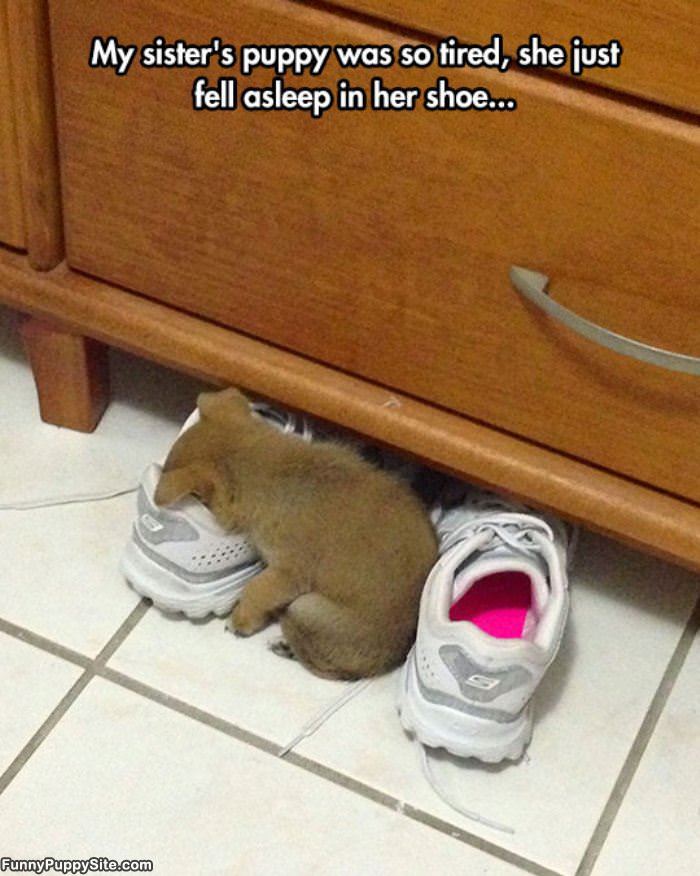 Sleepy Puppy