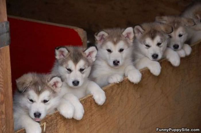 Small Army