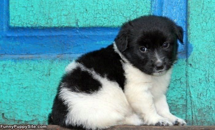Small Fluffy Puppy