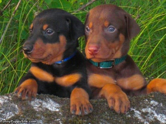 Small Pupppies