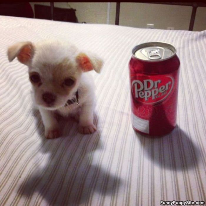 Smaller Than A Can