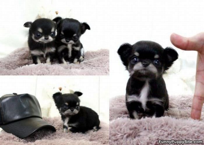 Smaller Than A Hat