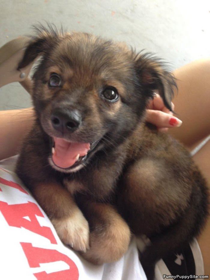 Smiley Puppy
