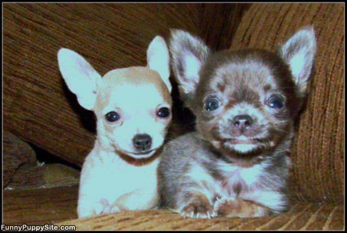 Smiling Puppy