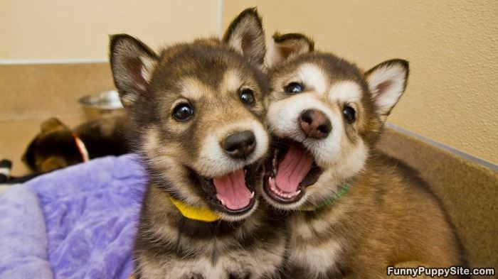 Smiling Together For Picturez