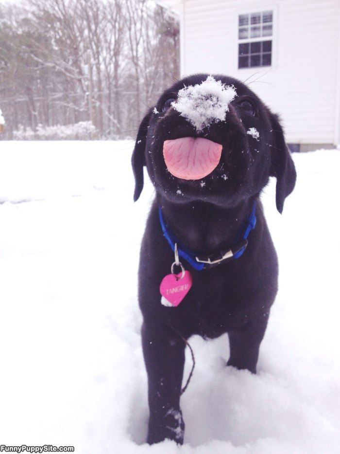 Snowflake