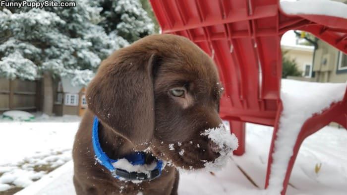 Snowy Nose