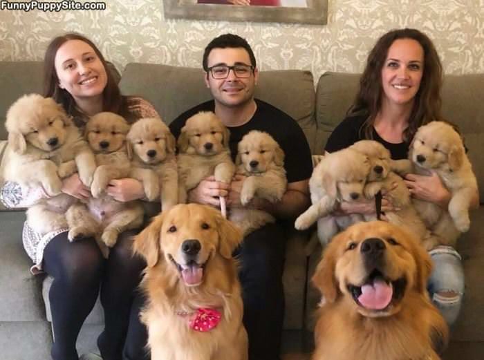 So Many Puppers