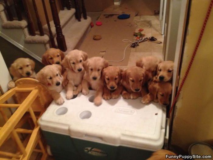 So Very Cute