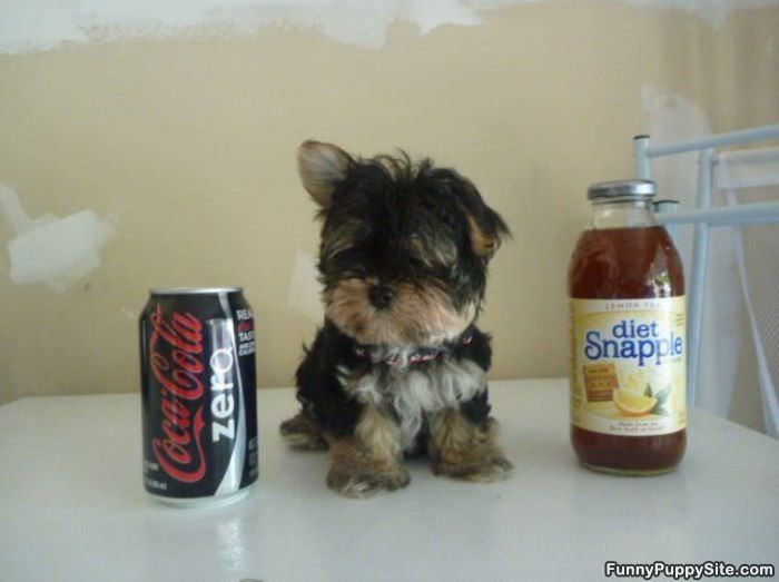 Soda Can Sized