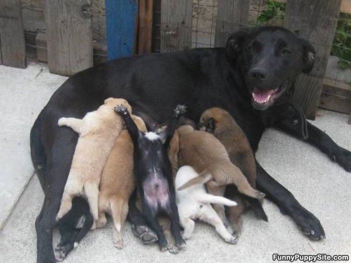 Some Puppies Are Different