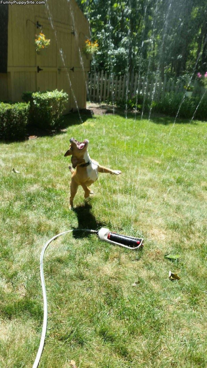 Sprinkler Attack