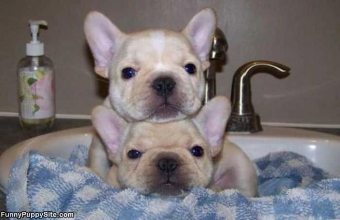 Stacking Puppies