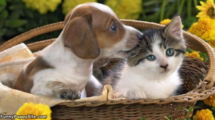 Stop Licking Me Dog