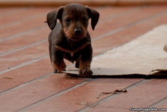 Such A Cute Puppy