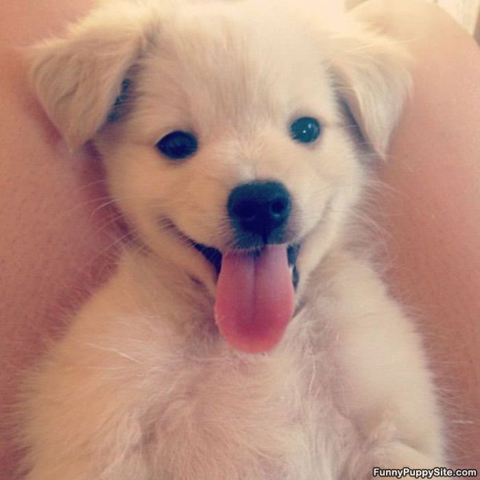 Such A Cute Puppy Face