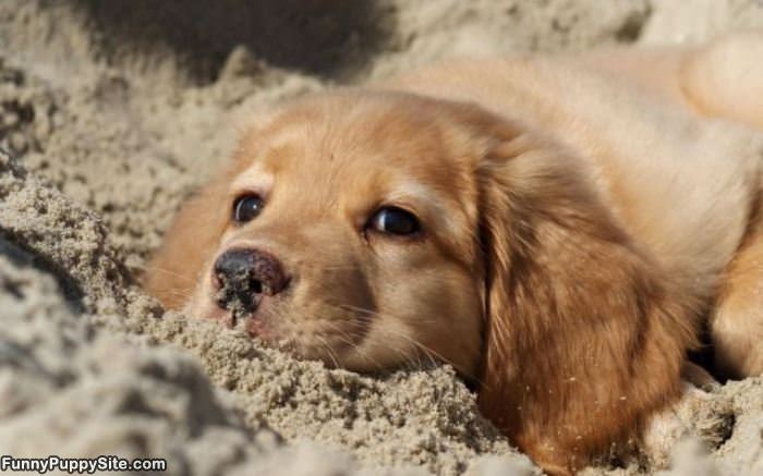 Such A Cute Puppy Face