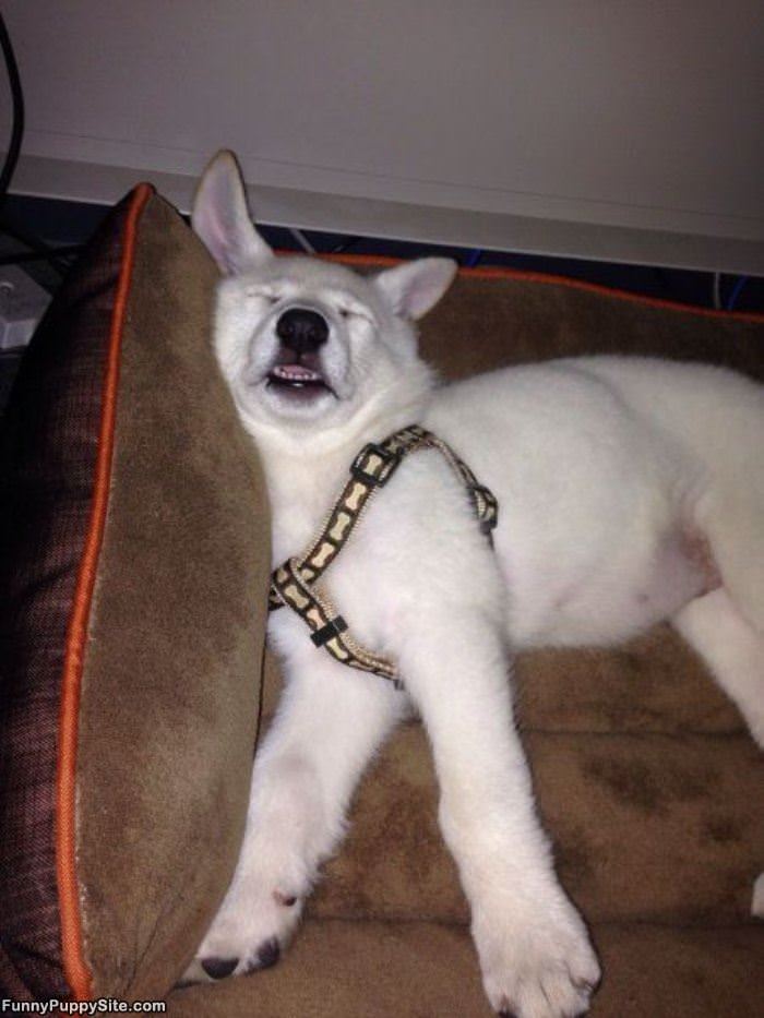 Such A Sleeeeepy Day