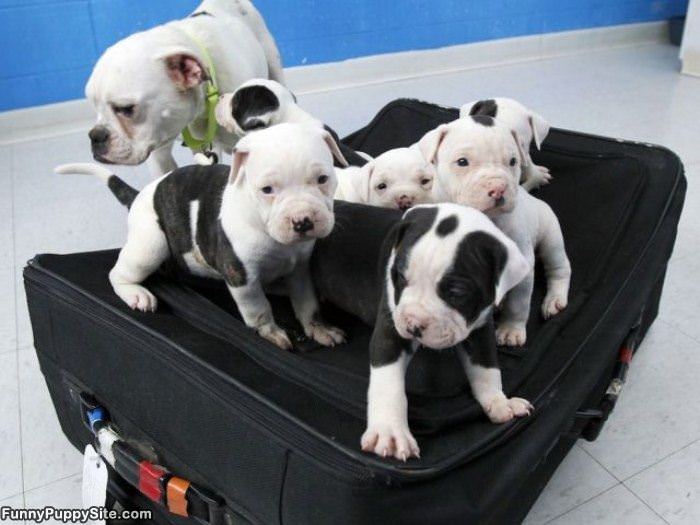 Suitcase Puppies