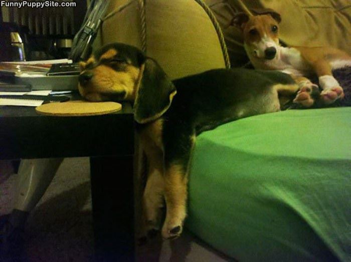 Super Cute Passed Out