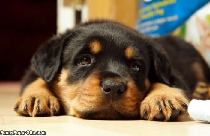Super Cute Puppy