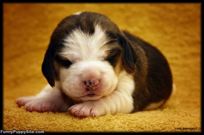 Super Cute Puppy Here