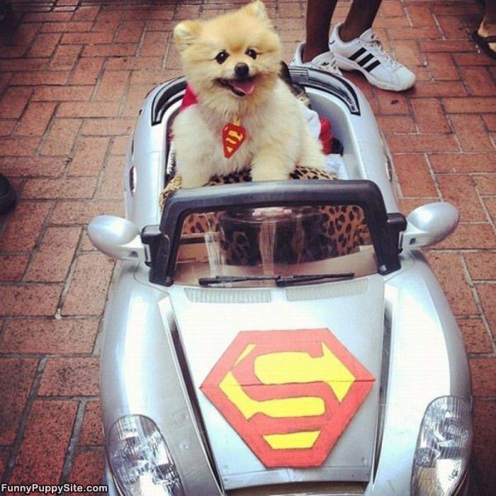 Super Dog