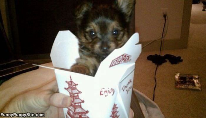 Super Tiny Puppy